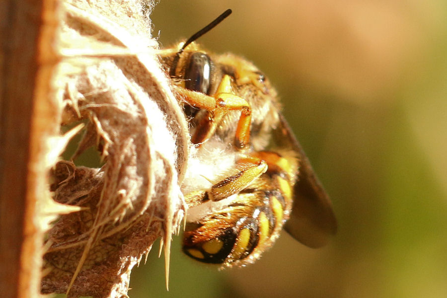 Apidae Megachilinae: Anthidium che raccoglie fibre per il nido