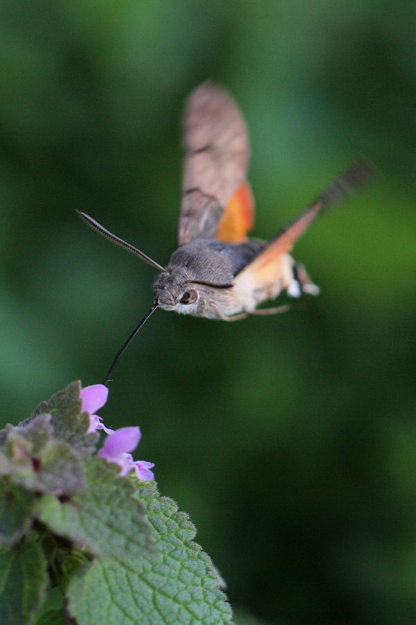 Macroglossum stellatarum