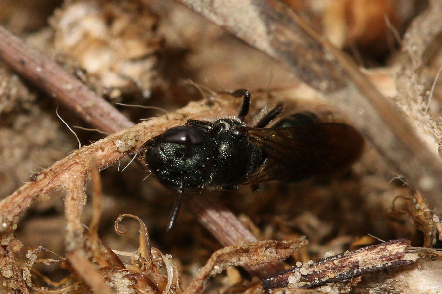Ceratina sp.?  S, Ceratina (Euceratina) cfr. cyanea, femmina