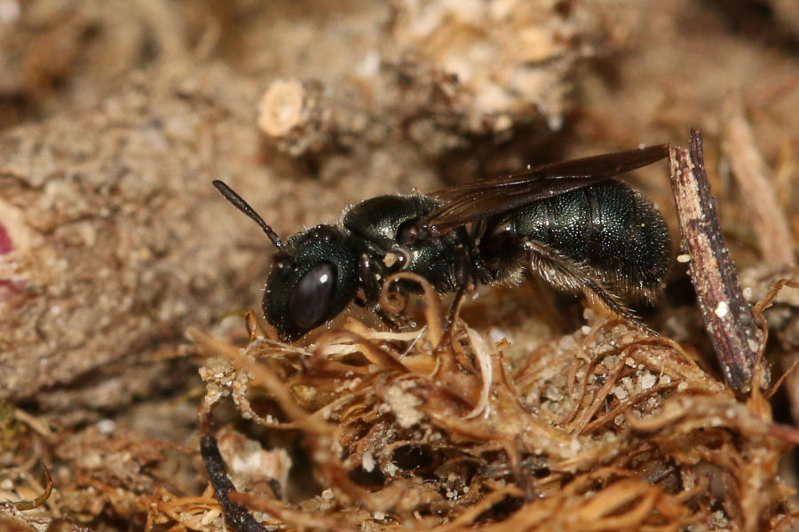 Ceratina sp.?  S, Ceratina (Euceratina) cfr. cyanea, femmina
