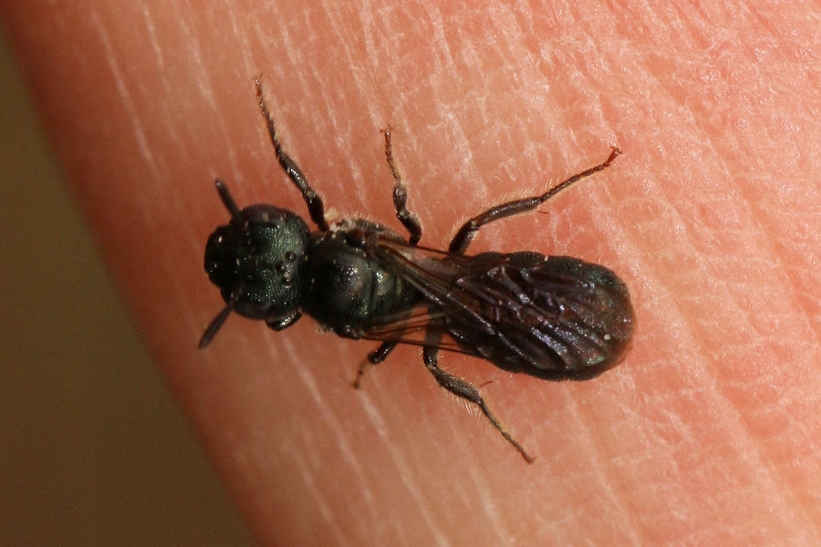 Ceratina sp.?  S, Ceratina (Euceratina) cfr. cyanea, femmina