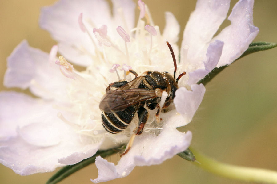 Nomiapis sp.? (Apidae Halictinae)  S. maschio