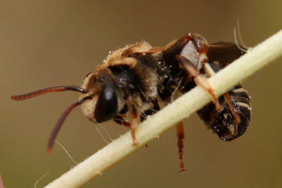 Nomiapis sp.? (Apidae Halictinae)  S. maschio