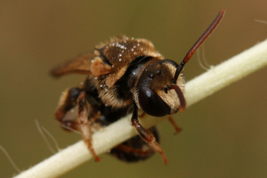 Nomiapis sp.? (Apidae Halictinae)  S. maschio