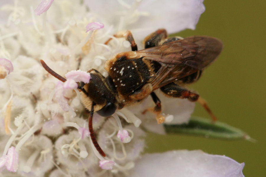 Nomiapis sp.? (Apidae Halictinae)  S. maschio