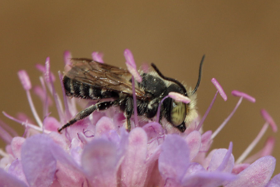 Quale ape? Apidae Megachilinae: cfr. Megachile sp., maschio