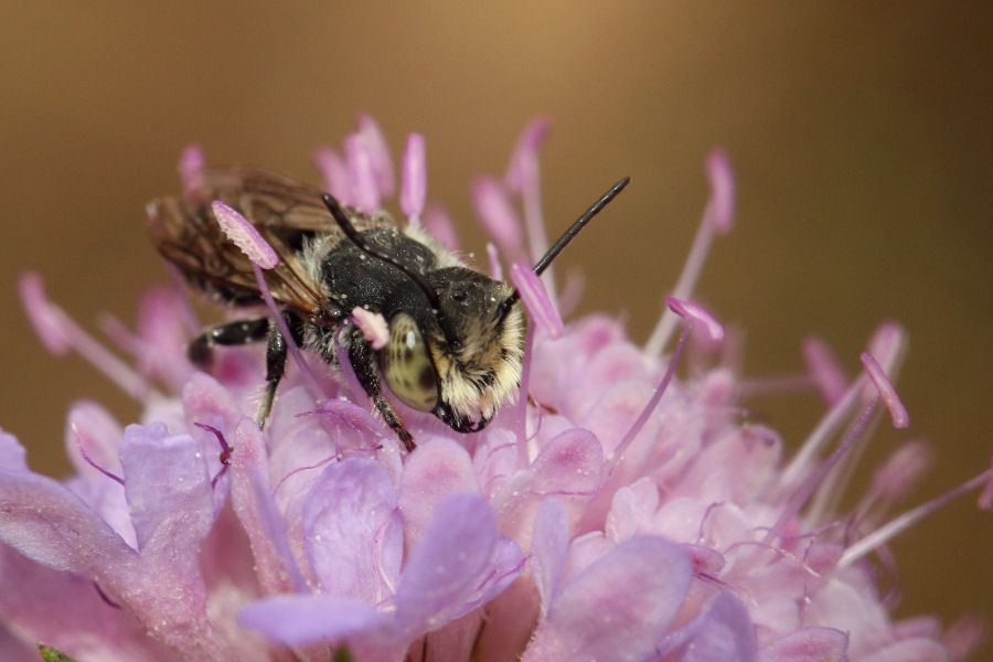 Quale ape? Apidae Megachilinae: cfr. Megachile sp., maschio