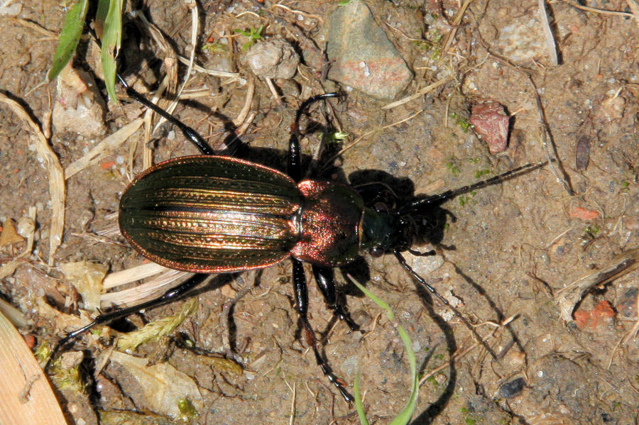 Carabus monilis dalla Svizzera