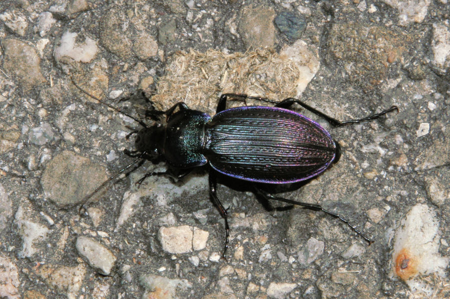 Carabus monilis dalla Svizzera