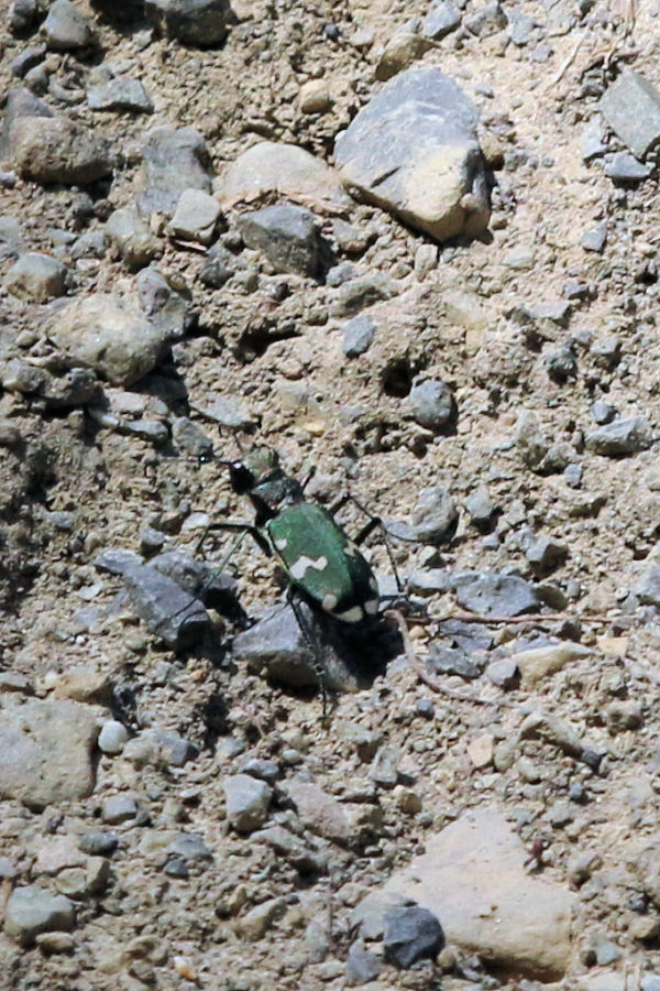 Cicindela svizzera da id.: Cicindela cfr. sylvicola