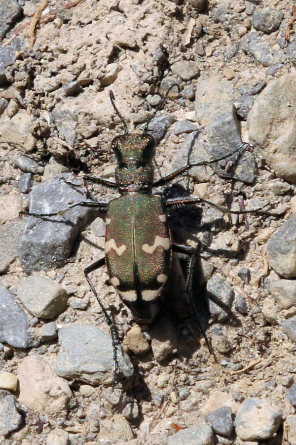 Cicindela svizzera da id.: Cicindela cfr. sylvicola