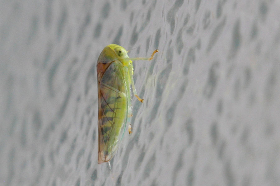 Cicadellidae: Viridicerus ustulatus