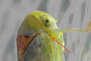 Cicadellidae Idiocerinae. Viridicerus ustulatus