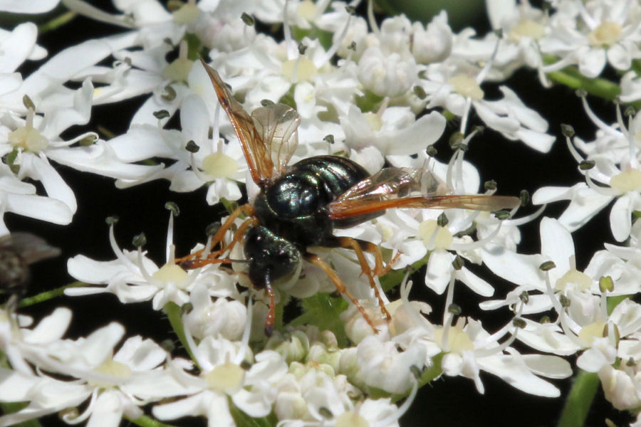 Cimbicidae svizzero da id. :  Abia candens