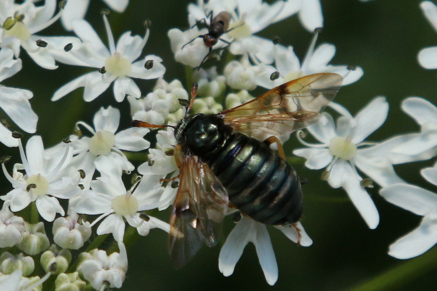 Cimbicidae svizzero da id. :  Abia candens