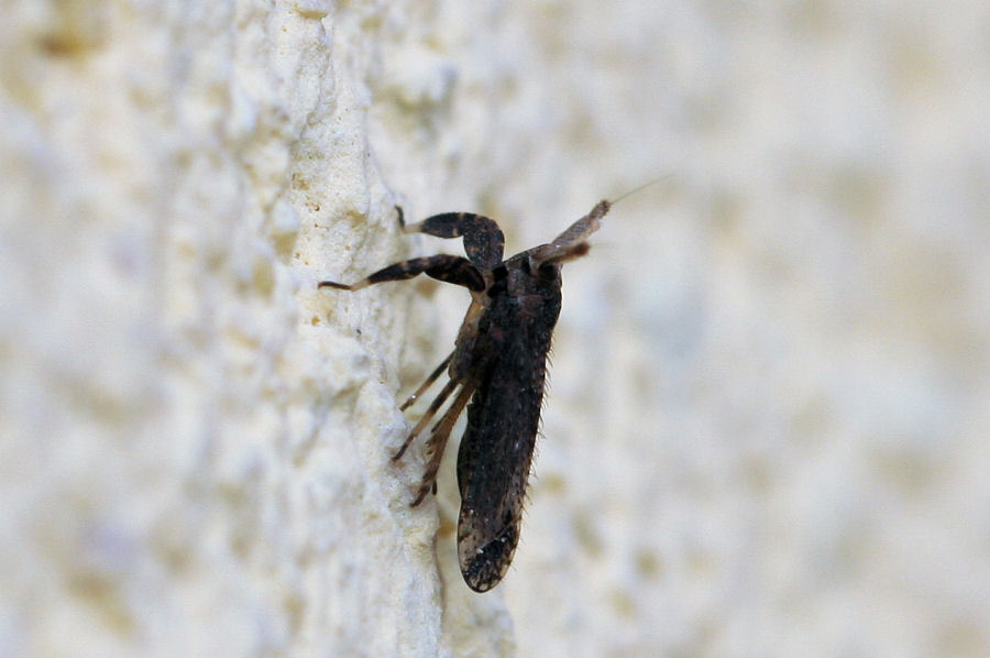 Delphacidae: Asiraca clavicornis ? S