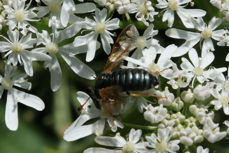 Cimbicidae svizzero da id. :  Abia candens