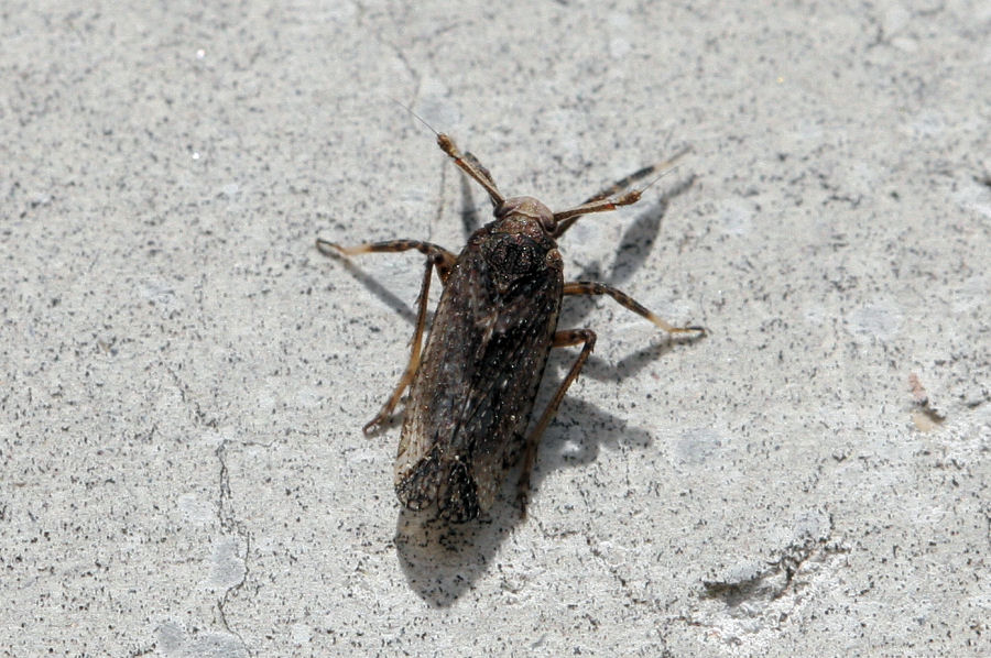 Delphacidae: Asiraca clavicornis ? S