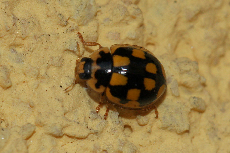 Coccinellidae: Propylea quatuordecimpunctata?