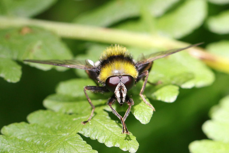 Syrphidae: Arctophila bombiformis