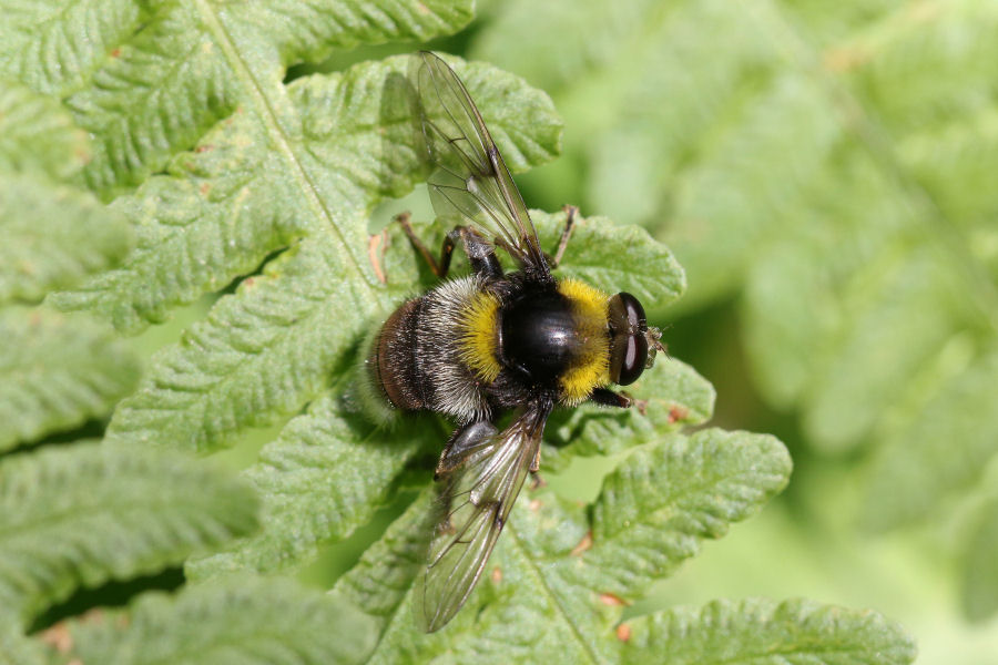 Syrphidae: Arctophila bombiformis