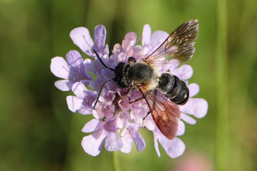 Apidae Megachilinae: Megachile sculpturalis