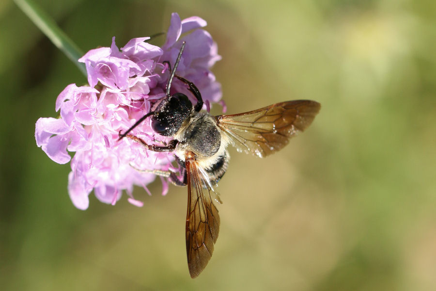 Apidae Megachilinae: Megachile sculpturalis