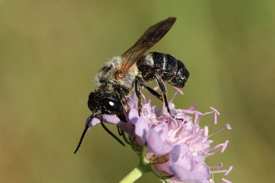 Apidae Megachilinae: Megachile sculpturalis