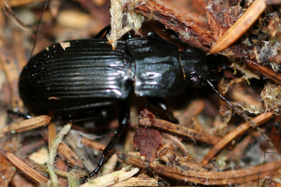 Carabidae: Abax parallelepipedus