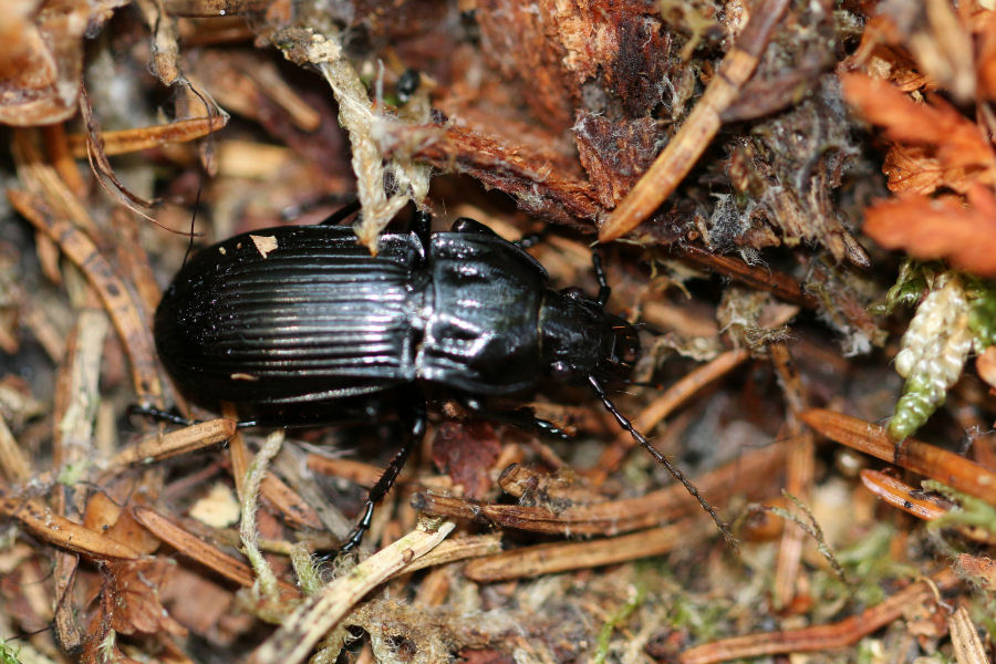 Carabidae: Abax parallelepipedus
