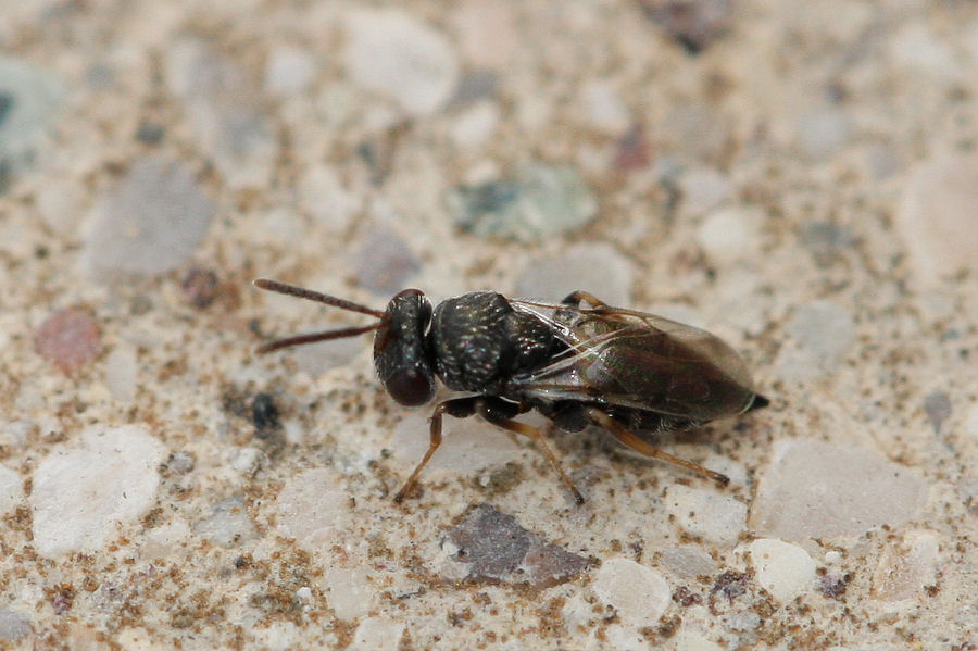 Piccoletto da identificare