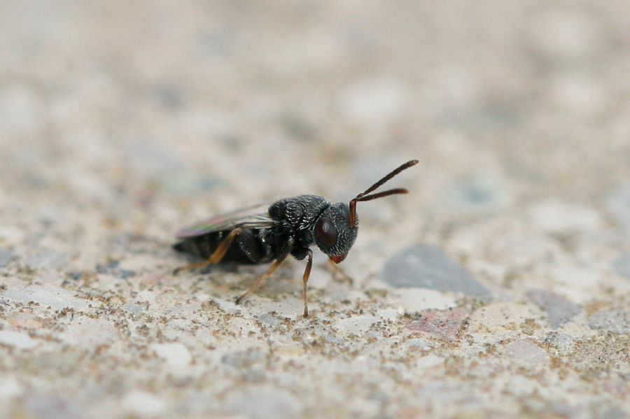 Piccoletto da identificare