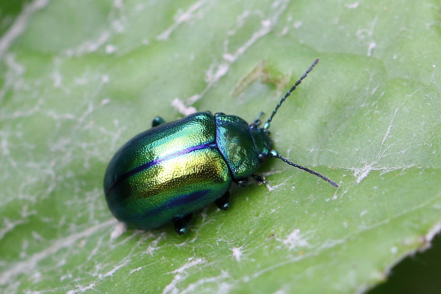 Chrysomelidae: Oreina (Chrysochloa) cf. cacaliae