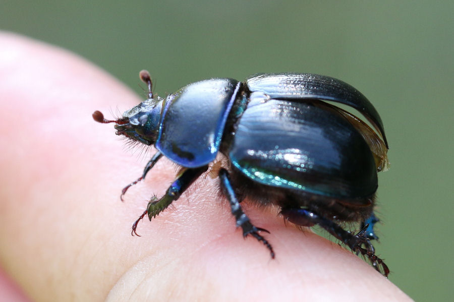 Geotrupide: Anoplotrupes stercorosus
