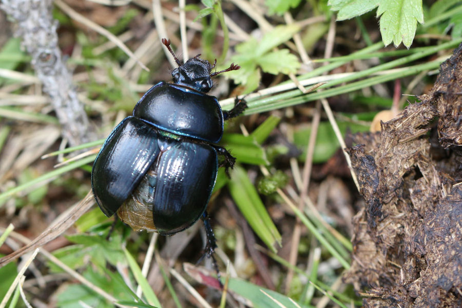 Geotrupide: Anoplotrupes stercorosus