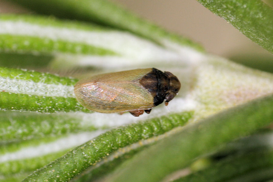 Altro tettigometride