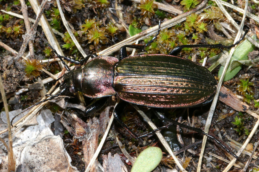 Carabus monilis dalla Svizzera