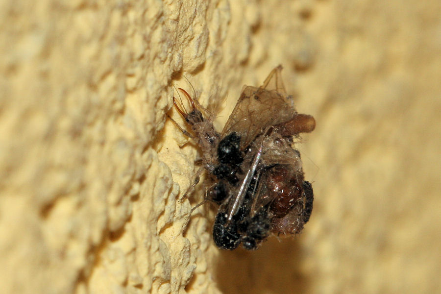 Larva mimetizzata (Dichocrysa)