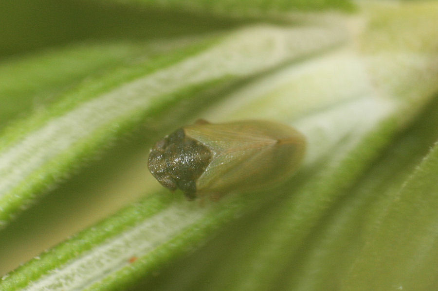 Altro tettigometride