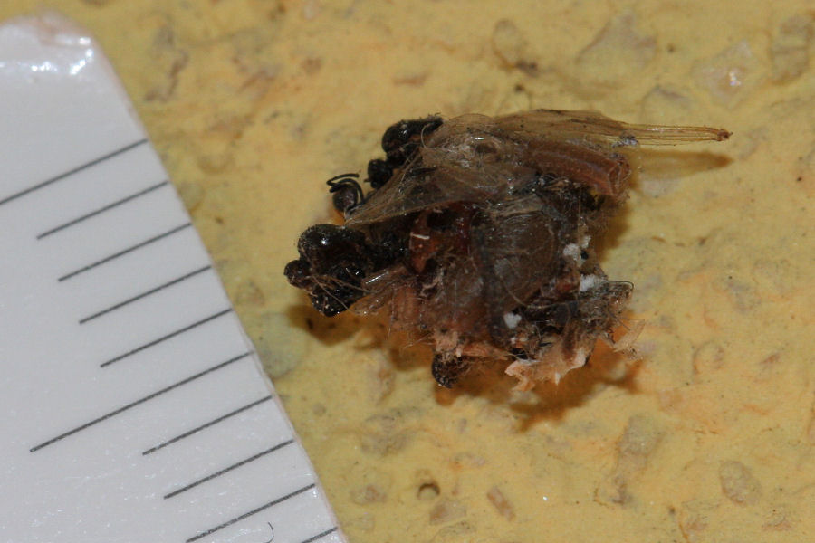 Larva mimetizzata (Dichocrysa)