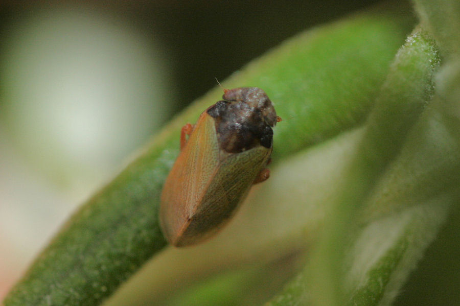 Altro tettigometride