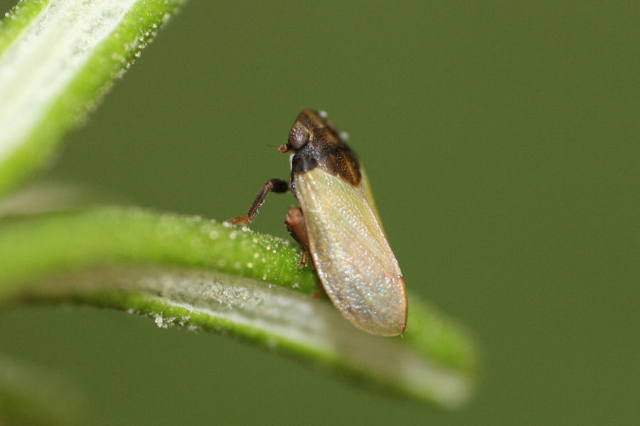 Altro tettigometride