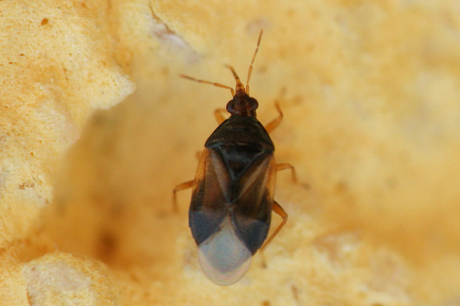 Anthocoridae: Orius sp.