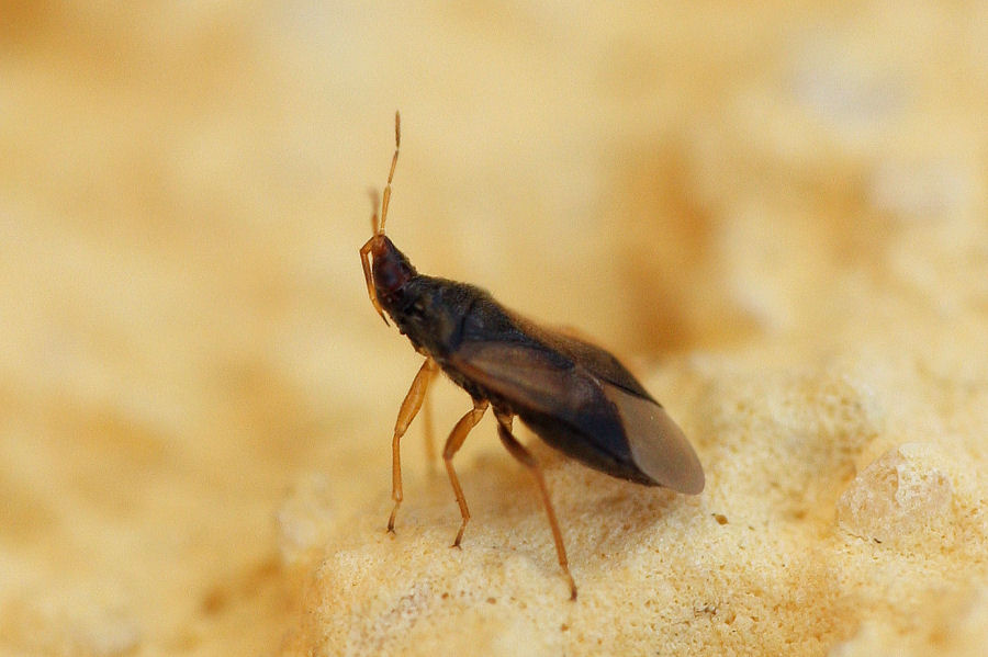 Anthocoridae: Orius sp.