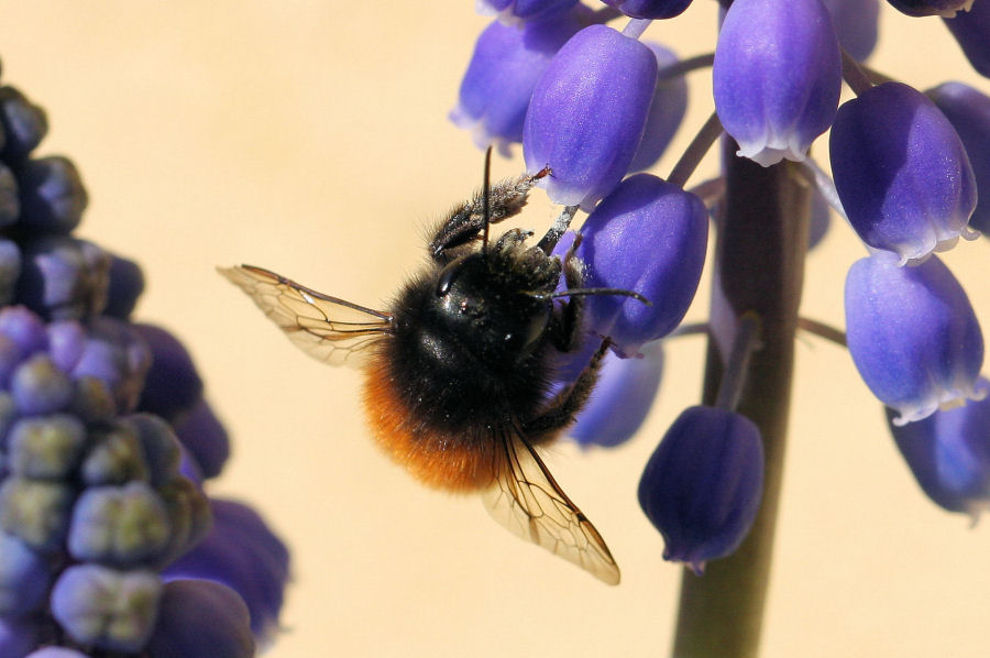 Osmia cornuta: Costruzione nido e nuova generazione