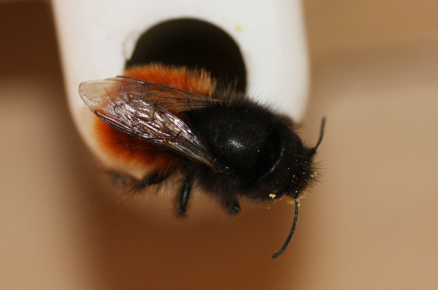 Osmia cornuta: Costruzione nido e nuova generazione