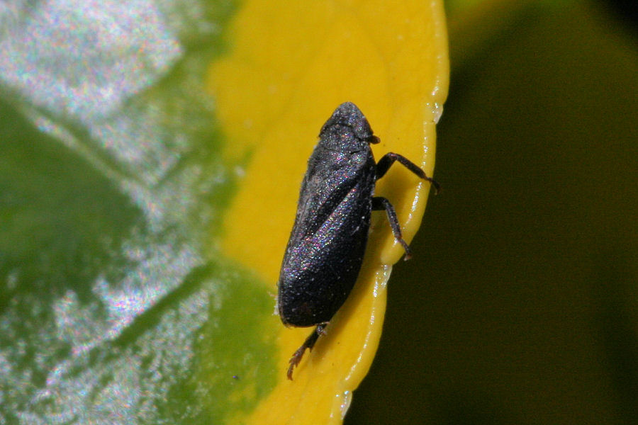 Tettigometridae......s probabile gruppo: fusca o atra