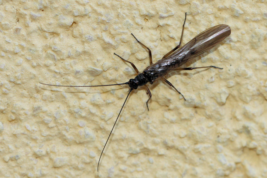 Altro Taeniopterygide - Brachyptera