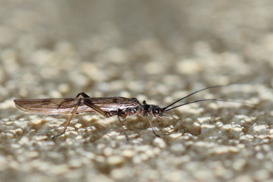 Altro Taeniopterygide - Brachyptera
