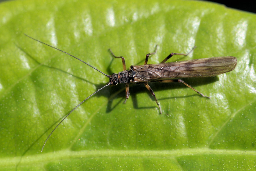 Altro Taeniopterygide - Brachyptera